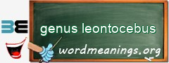 WordMeaning blackboard for genus leontocebus